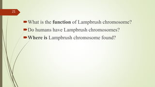 What is the function of Lampbrush chromosome?
Do humans have Lampbrush chromosomes?
Where is Lampbrush chromosome found?
21
 