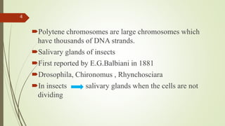 Polytene chromosomes are large chromosomes which
have thousands of DNA strands.
Salivary glands of insects
First reported by E.G.Balbiani in 1881
Drosophila, Chironomus , Rhynchosciara
In insects salivary glands when the cells are not
dividing
4
 