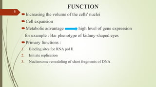 FUNCTION
Increasing the volume of the cells' nuclei
Cell expansion
Metabolic advantage high level of gene expression
for example : Bar phenotype of kidney-shaped eyes
Primary functions :
1. Binding sites for RNA pol II
2. Initiate replication
3. Nucleosome remodeling of short fragments of DNA
6
 