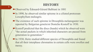 HISTORY
Observed by Édouard-Gérard Balbiani in 1881
In 1890, he observed similar spireme in a ciliated protozoan
Loxophyllum meleagris.
The existence of such spireme in Drosophila melanogaster was
reported by Bulgarian geneticist Dontcho Kostoff in 1930.
Kostoff predicted that the discs (bands) which he observed were
"the actual packets in which inherited characters are passed from
generation to generation.“
In 1930, Heitz studied different species of Drosophila and found
that all their interphase chromatins in certain cells were swollen and
messy.
9
 
