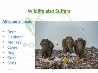 07/28/2026 polythenefreefoundation@gmail.com 7
Wildlife also Suffers
Affected animals
• Deer
• Elephant
• Monkey
• Camel
• Dog
• Goat
• Birds
 
