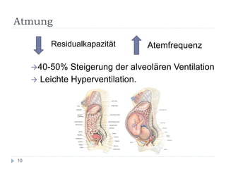 Atmung 
Residualkapazität 
Atemfrequenz 
40-50% Steigerung der alveolären Ventilation 
 Leichte Hyperventilation. 
10  