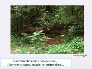Criar caminhos onde não existem…
Adentrar espaços, invadir, reterritorializar…
mhnjb.ufmg.br
 