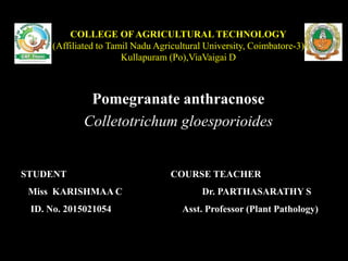 COLLEGE OF AGRICULTURAL TECHNOLOGY
(Affiliated to Tamil Nadu Agricultural University, Coimbatore-3)
Kullapuram (Po),ViaVaigai D
Pomegranate anthracnose
Colletotrichum gloesporioides
STUDENT
Miss KARISHMAA C
ID. No. 2015021054
COURSE TEACHER
Dr. PARTHASARATHY S
Asst. Professor (Plant Pathology)
 