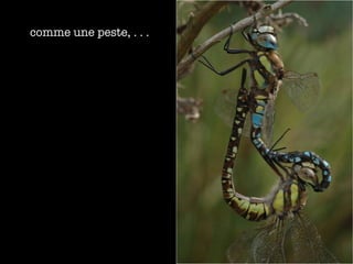 comme une peste, . . . 