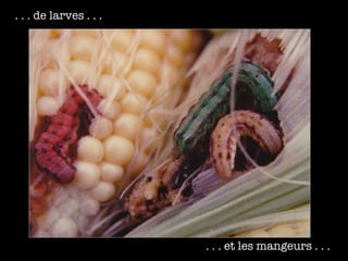 . . . de larves . . . . . . et les mangeurs . . . 