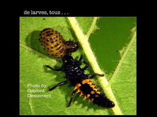 de larves, tous . . . 