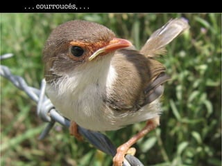 . . . courrouc és, . . . 