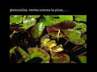 grenouilles, vertes comme la pluie, . . . 