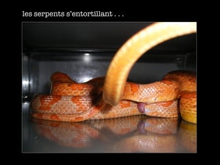 les serpents s’entortillant . . . 