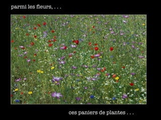 parmi les fleurs, . . . ces paniers de plantes . . . 
