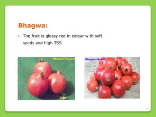 13
Bhagwa:
• The fruit is glossy red in colour with soft
seeds and high TSS
 