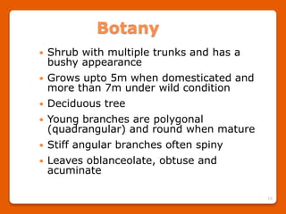 16
Botany
 Shrub with multiple trunks and has a
bushy appearance
 Grows upto 5m when domesticated and
more than 7m under wild condition
 Deciduous tree
 Young branches are polygonal
(quadrangular) and round when mature
 Stiff angular branches often spiny
 Leaves oblanceolate, obtuse and
acuminate
 