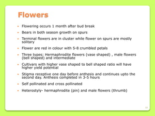 18
 Flowering occurs 1 month after bud break
 Bears in both season growth on spurs
 Terminal flowers are in cluster while flower on spurs are mostly
solitary
 Flower are red in colour with 5-8 crumbled petals
 Three types: Hermaphrodite flowers (vase shaped) , male flowers
(bell shaped) and intermediate
 Cultivars with higher vase shaped to bell shaped ratio will have
higher yield potential
 Stigma receptive one day before anthesis and continues upto the
second day. Anthesis completed in 3-5 hours
 Self pollinated and cross pollinated
 Heterostyly- hermaphrodite (pin) and male flowers (thrumb)
Flowers
 