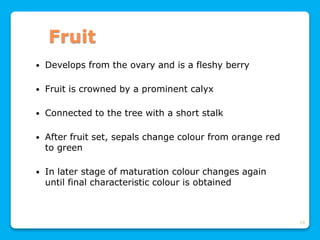 19
Fruit
 Develops from the ovary and is a fleshy berry
 Fruit is crowned by a prominent calyx
 Connected to the tree with a short stalk
 After fruit set, sepals change colour from orange red
to green
 In later stage of maturation colour changes again
until final characteristic colour is obtained
 