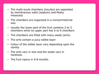 21
• The multi-ovule chambers (locules) are separated
by membranous walls (septum) and fleshy
mesocarp
• The chambers are organized in a nonsymmetrical
way
• Usually the lower part of the fruit contains 2 to 3
chambers while its upper part has 6 to 9 chambers
• The chambers are filled with many seeds (arils)
• The arils contain a juicy edible layer
• Colour of the edible layer vary depending upon the
variety
• The arils vary in size and the seeds vary in
hardness
• The fruit ripens in 5-8 months
 