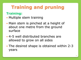 26
Training and pruning
Training:
 Multiple stem training
 Main stem is pinched at a height of
about one metre from the ground
surface
 4-5 well distributed branches are
allowed to grow on all sides
 The desired shape is obtained within 2-3
years
 