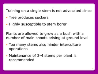 28
Training on a single stem is not advocated since
 Tree produces suckers
 Highly susceptible to stem borer
Plants are allowed to grow as a bush with a
number of main shoots arising at ground level
 Too many stems also hinder interculture
operations
 Maintenance of 3-4 stems per plant is
recommended
 