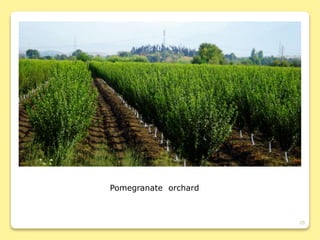 29
Pomegranate orchard
 