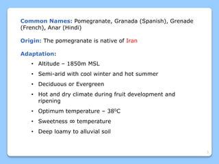 3
Common Names: Pomegranate, Granada (Spanish), Grenade
(French), Anar (Hindi)
Origin: The pomegranate is native of Iran
Adaptation:
• Altitude – 1850m MSL
• Semi-arid with cool winter and hot summer
• Deciduous or Evergreen
• Hot and dry climate during fruit development and
ripening
• Optimum temperature – 380C
• Sweetness ∞ temperature
• Deep loamy to alluvial soil
 
