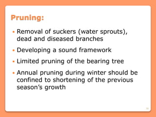 30
Pruning:
 Removal of suckers (water sprouts),
dead and diseased branches
 Developing a sound framework
 Limited pruning of the bearing tree
 Annual pruning during winter should be
confined to shortening of the previous
season’s growth
 