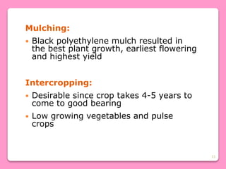 33
Mulching:
 Black polyethylene mulch resulted in
the best plant growth, earliest flowering
and highest yield
Intercropping:
 Desirable since crop takes 4-5 years to
come to good bearing
 Low growing vegetables and pulse
crops
 