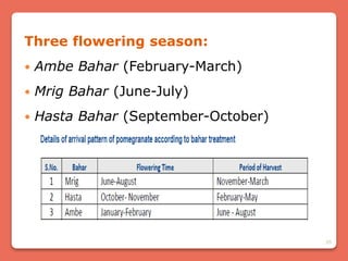 35
Three flowering season:
 Ambe Bahar (February-March)
 Mrig Bahar (June-July)
 Hasta Bahar (September-October)
 