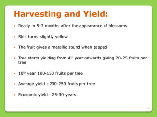 39
Harvesting and Yield:
 Ready in 5-7 months after the appearance of blossoms
 Skin turns slightly yellow
 The fruit gives a metallic sound when tapped
 Tree starts yielding from 4th year onwards giving 20-25 fruits per
tree
 10th year 100-150 fruits per tree
 Average yield : 200-250 fruits per tree
 Economic yield : 25-30 years
 