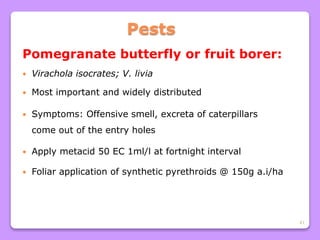 41
Pests
Pomegranate butterfly or fruit borer:
 Virachola isocrates; V. livia
 Most important and widely distributed
 Symptoms: Offensive smell, excreta of caterpillars
come out of the entry holes
 Apply metacid 50 EC 1ml/l at fortnight interval
 Foliar application of synthetic pyrethroids @ 150g a.i/ha
 