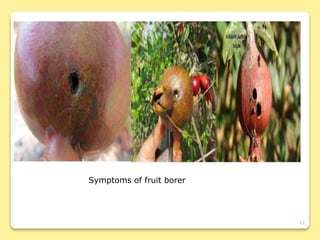 42
Symptoms of fruit borer
 