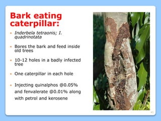 43
Bark eating
caterpillar:
 Inderbela tetraonis; I.
quadrinotata
 Bores the bark and feed inside
old trees
 10-12 holes in a badly infected
tree
 One caterpillar in each hole
 Injecting quinalphos @0.05%
and fenvalerate @0.01% along
with petrol and kerosene
 