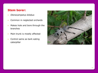 44
Stem borer:
 Olenecampetus bilobus
 Common in neglected orchards
 Makes hole and bore through the
branches
 Main trunk is mostly affected
 Control same as bark eating
caterpillar
 