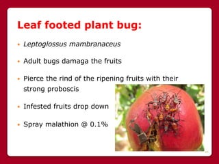 45
Leaf footed plant bug:
 Leptoglossus mambranaceus
 Adult bugs damaga the fruits
 Pierce the rind of the ripening fruits with their
strong proboscis
 Infested fruits drop down
 Spray malathion @ 0.1%
 
