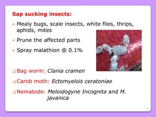 46
Sap sucking insects:
 Mealy bugs, scale insects, white flies, thrips,
aphids, mites
 Prune the affected parts
 Spray malathion @ 0.1%
 Bag worm: Clania cramen
 Carob moth: Ectomyelois ceratoniae
 Nematode: Meloidogyne Incognita and M.
javanica
 