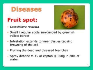 47
Diseases
Fruit spot:
 Dreschslora rostrata
 Small irregular spots surrounded by greenish
yellow border
 Infestation extends to inner tissues causing
browning of the aril
 Pruning the dead and diseased branches
 Spray dithane M-45 or captan @ 500g in 200l of
water
 