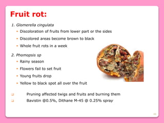 48
Fruit rot:
1. Glomerella cingulata
 Discoloration of fruits from lower part or the sides
 Discolored areas become brown to black
 Whole fruit rots in a week
2. Phomopsis sp
 Rainy season
 Flowers fail to set fruit
 Young fruits drop
 Yellow to black spot all over the fruit
 Pruning affected twigs and fruits and burning them
 Bavistin @0.5%, Dithane M-45 @ 0.25% spray
 