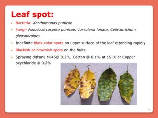 49
Leaf spot:
 Bacteria- Xanthomonas punicae
 Fungi- Pseudocercospora punicae, Curvularia lunata, Colletotrichum
gleosporoides
 Indefinite black color spots on upper surface of the leaf extending rapidly
 Blackish or brownish spots on the fruits
 Spraying dithane M-45@ 0.2%, Captan @ 0.1% at 15 DI or Copper
oxychloride @ 0.2%
 