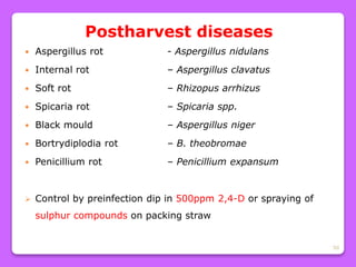 50
Postharvest diseases
 Aspergillus rot - Aspergillus nidulans
 Internal rot – Aspergillus clavatus
 Soft rot – Rhizopus arrhizus
 Spicaria rot – Spicaria spp.
 Black mould – Aspergillus niger
 Bortrydiplodia rot – B. theobromae
 Penicillium rot – Penicillium expansum
 Control by preinfection dip in 500ppm 2,4-D or spraying of
sulphur compounds on packing straw
 