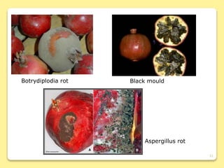 51
Botrydiplodia rot Black mould
Aspergillus rot
 