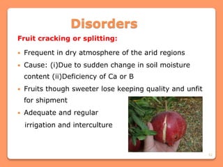 52
Disorders
Fruit cracking or splitting:
 Frequent in dry atmosphere of the arid regions
 Cause: (i)Due to sudden change in soil moisture
content (ii)Deficiency of Ca or B
 Fruits though sweeter lose keeping quality and unfit
for shipment
 Adequate and regular
irrigation and interculture
 