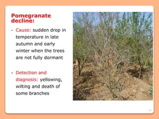 55
Pomegranate
decline:
 Cause: sudden drop in
temperature in late
autumn and early
winter when the trees
are not fully dormant
 Detection and
diagnosis: yellowing,
wilting and death of
some branches
 