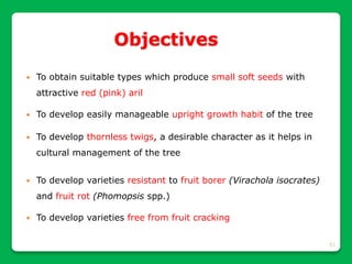 57
Objectives
 To obtain suitable types which produce small soft seeds with
attractive red (pink) aril
 To develop easily manageable upright growth habit of the tree
 To develop thornless twigs, a desirable character as it helps in
cultural management of the tree
 To develop varieties resistant to fruit borer (Virachola isocrates)
and fruit rot (Phomopsis spp.)
 To develop varieties free from fruit cracking
 