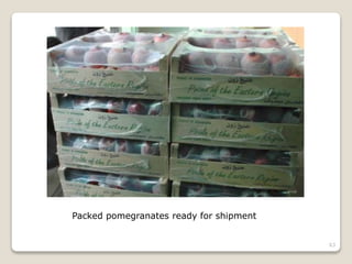 63
Packed pomegranates ready for shipment
 