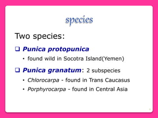 9
Two species:
 Punica protopunica
• found wild in Socotra Island(Yemen)
 Punica granatum: 2 subspecies
• Chlorocarpa - found in Trans Caucasus
• Porphyrocarpa - found in Central Asia
 