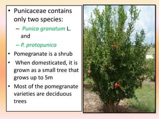 • Punicaceae contains
only two species:
– Punica granatum L.
and
– P. protopunica
• Pomegranate is a shrub
• When domesticated, it is
grown as a small tree that
grows up to 5m
• Most of the pomegranate
varieties are deciduous
trees
 