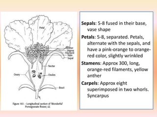 Sepals: 5-8 fused in their base,
vase shape
Petals: 5-8, separated. Petals,
alternate with the sepals, and
have a pink-orange to orange-
red color, slightly wrinkled
Stamens: Approx 300, long,
orange-red filaments, yellow
anther
Carpels: Approx eight
superimposed in two whorls.
Syncarpus
 