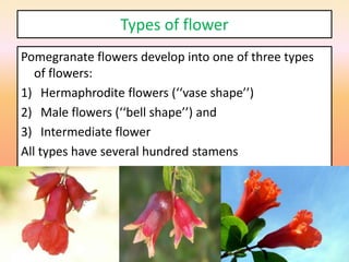 Types of flower
Pomegranate flowers develop into one of three types
of flowers:
1) Hermaphrodite flowers (‘‘vase shape’’)
2) Male flowers (‘‘bell shape’’) and
3) Intermediate flower
All types have several hundred stamens
 