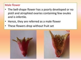 Male flower
• The bell-shape flower has a poorly developed or no
pistil and atrophied ovaries containing few ovules
and is infertile.
• Hence, they are referred as a male flower
• These flowers drop without fruit set
 