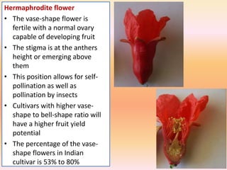 Hermaphrodite flower
• The vase-shape flower is
fertile with a normal ovary
capable of developing fruit
• The stigma is at the anthers
height or emerging above
them
• This position allows for self-
pollination as well as
pollination by insects
• Cultivars with higher vase-
shape to bell-shape ratio will
have a higher fruit yield
potential
• The percentage of the vase-
shape flowers in Indian
cultivar is 53% to 80%
 