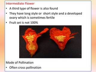 Intermediate Flower
• A third type of flower is also found
• They have long style or short style and a developed
ovary which is sometimes fertile
• Fruit set is not 100%
Mode of Pollination
• Often cross pollination
 